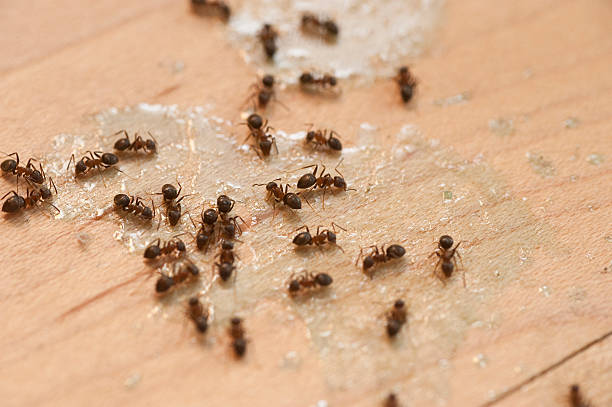 Best Emergency Pest Control  in Crownpoint, NM
